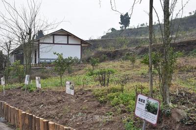 內江 以“產業融合+研學實踐”雙輪驅動，探索中醫藥傳承創新與智能化工程新路徑